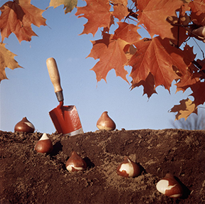 decorative photo of flower bulbs in soil