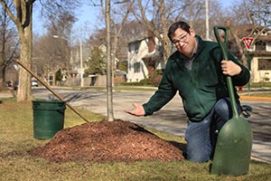 Photo of the wrong way to mulch a tree