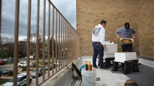 Photo of the honeybee hives at Village Hall