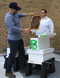 Photo of a frame from a honeybee hive at Village Hall.